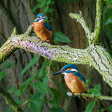 Kingfishers